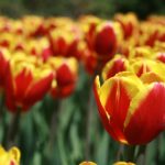 CCTV独家直播F1赛事,精彩竞速不容错过 xi0fez