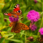 《都市路路通》直播全追踪:实时路况一手掌握 s9emro