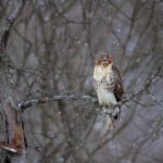 《非诚勿扰》今晚直播精彩看点抢先揭秘 sh5bm4